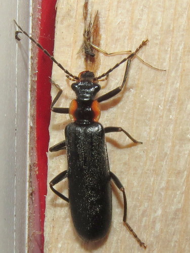 Crowned Soldier Beetle