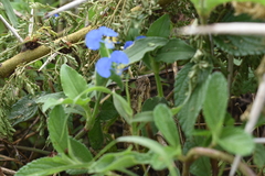 Trioceros bitaeniatus