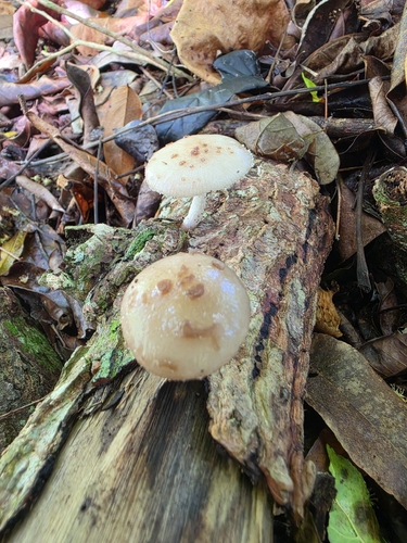 Oudemansiella cubensis