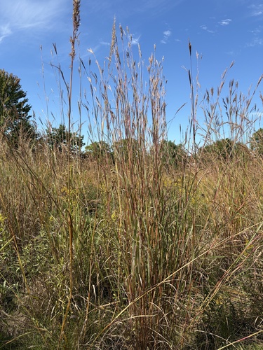 big bluestem