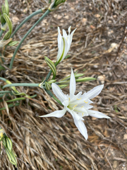 Pancratium maritimum, photograph (c) Matthew Caruana Galizia, some rights reserved (CC BY)