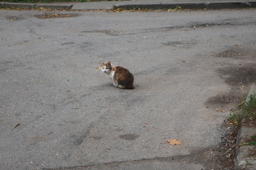 Domestic Cat