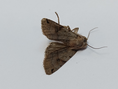 Brown-spot Pinion
