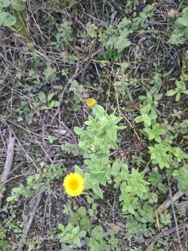 Common Fleabane