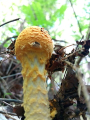 Saproamanita manicata