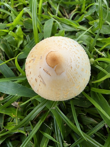 Green-spored Parasol