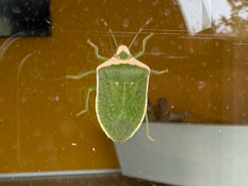 Southern Green Stink Bug