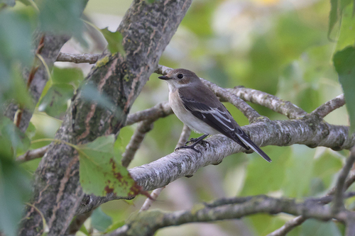 European Pied Flycatcher