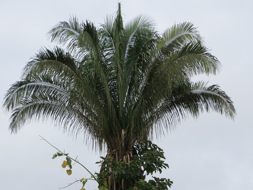 American oil palm
