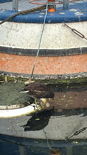 Eurasian Moorhen