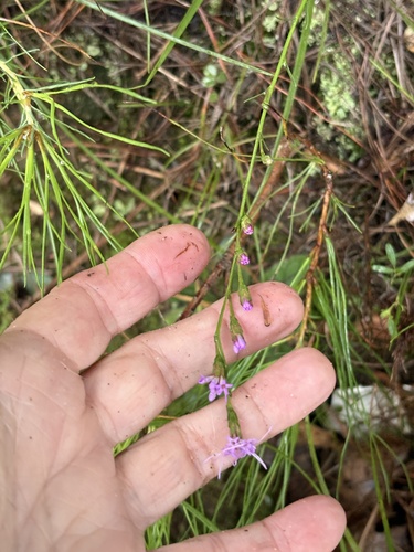 shaggy blazing star