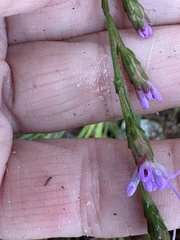 Liatris pilosa, photograph author not stated, no rights reserved