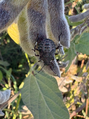 Brown Marmorated Stink Bug