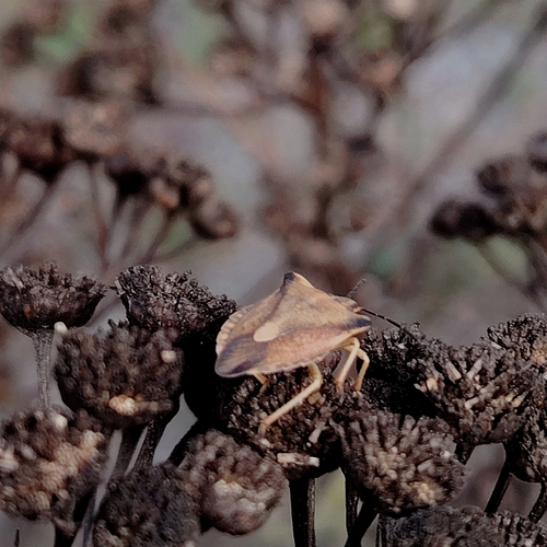 northern fruit bug