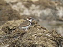 Charadrius wilsonia beldingi