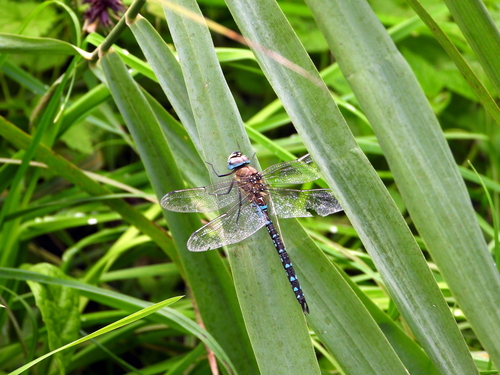 Migrant Hawker