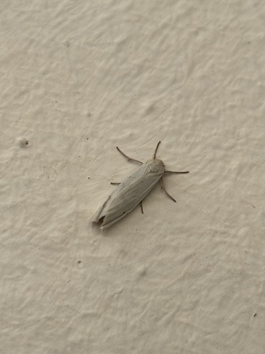 Coscinia chrysocephala