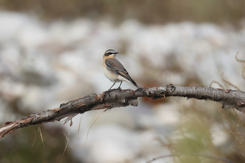 Northern Wheatear