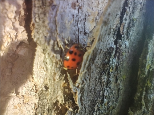 Asian Lady Beetle