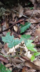 Smerinthinae
