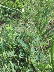 Tephrosia onobrychoides