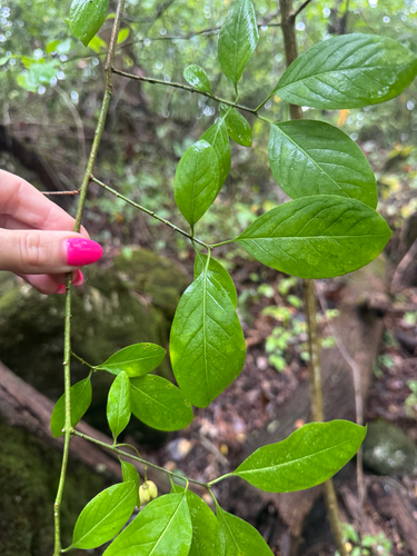 Euonymus atropurpureus, photograph 3