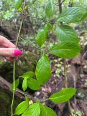 Euonymus atropurpureus, photograph (c) Shelby Lyn Sanders, some rights reserved (CC BY)