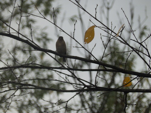 Common Chaffinch