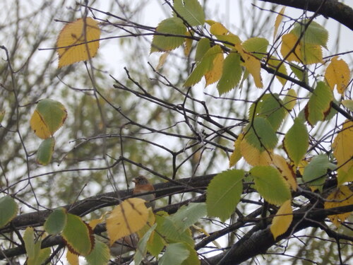 Brambling