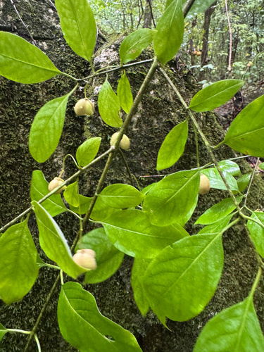 Euonymus atropurpureus