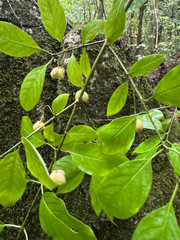 Euonymus atropurpureus