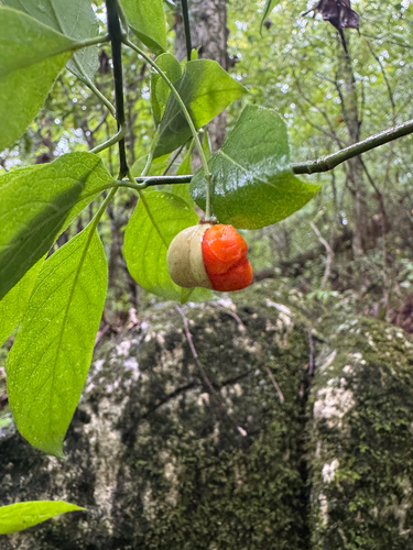 Euonymus atropurpureus, photograph 2