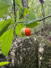 Euonymus atropurpureus, photograph (c) Shelby Lyn Sanders, some rights reserved (CC BY)