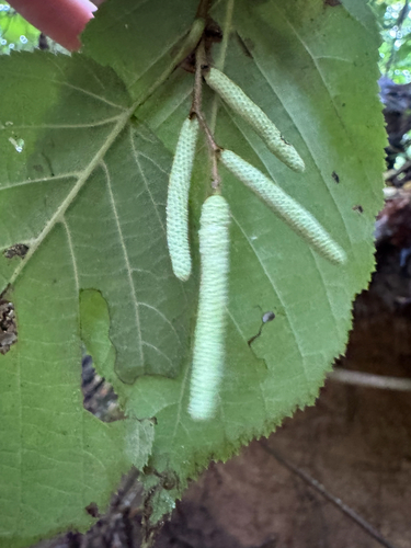 Corylus americana, photograph 3