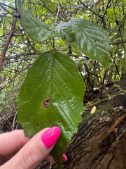 (c) Shelby Lyn Sanders, some rights reserved (CC BY) Corylus americana, photograph (c) Shelby Lyn Sanders, some rights reserved (CC BY)