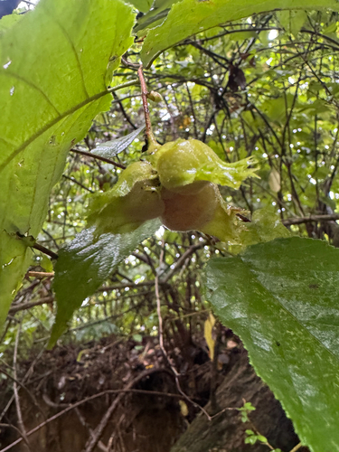 Corylus americana, photograph 1
