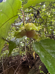 Corylus americana