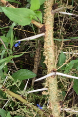 Trioceros bitaeniatus