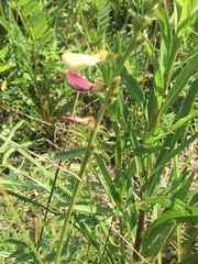 Tephrosia onobrychoides