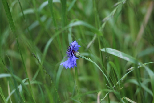 Cornflower