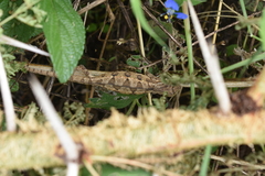 Trioceros bitaeniatus