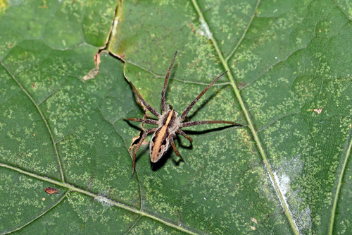 European Nursery Web spider