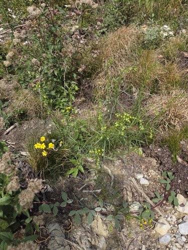 Narrow-leaved Ragwort