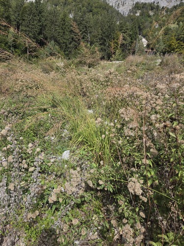 hemp agrimony