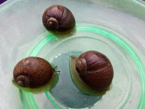Green Garden Snail