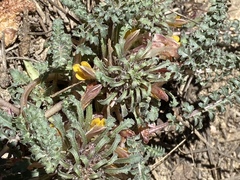 Pedicularis semibarbata