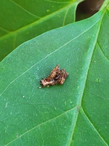 Alpaida truncata