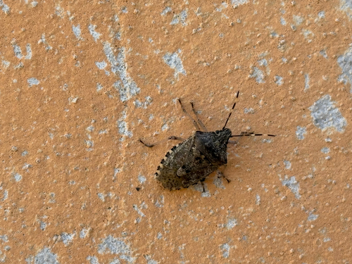 Mottled Stink Bug
