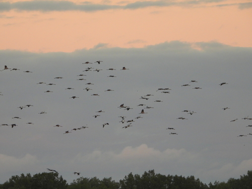 Common Crane