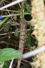 Trioceros bitaeniatus